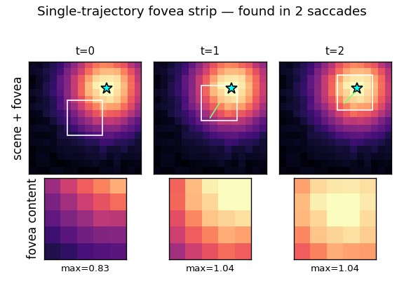 fovea strip